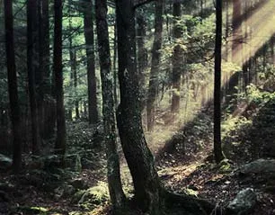 forest in the Adironacks